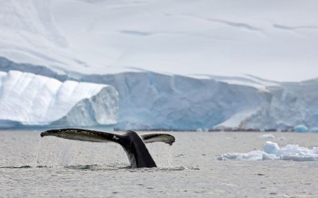 南洋巨人：鯨魚航行與南設得蘭群島和南極半島