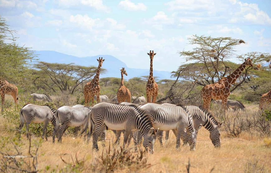 肯尼亞野生動物體驗私人野生動物園